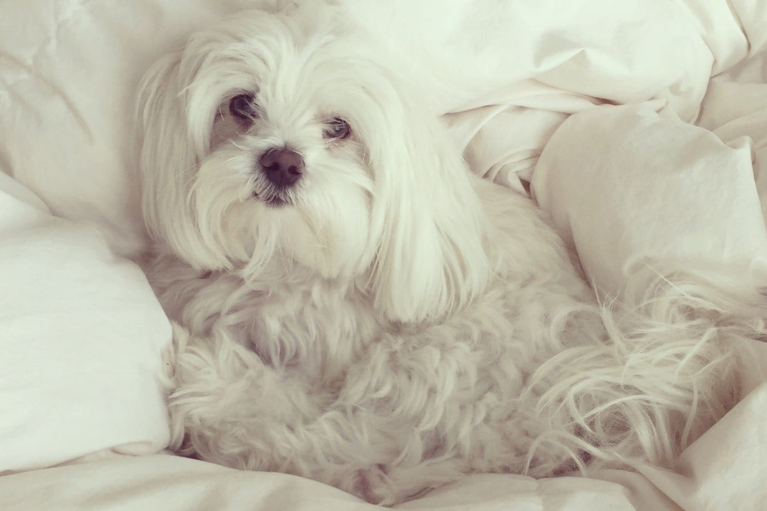 Freddy Maltese SMACK BANG BLOG