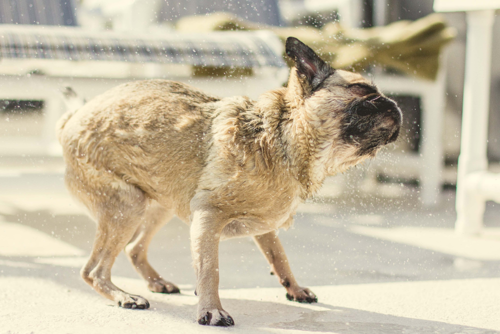 Summer Survival Guide | Smack Bang Blog