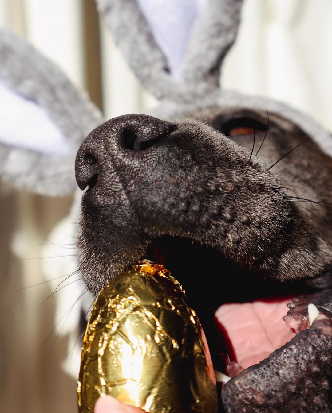 Scoop Dog Easter Egg Dog Treats | Smack Bang