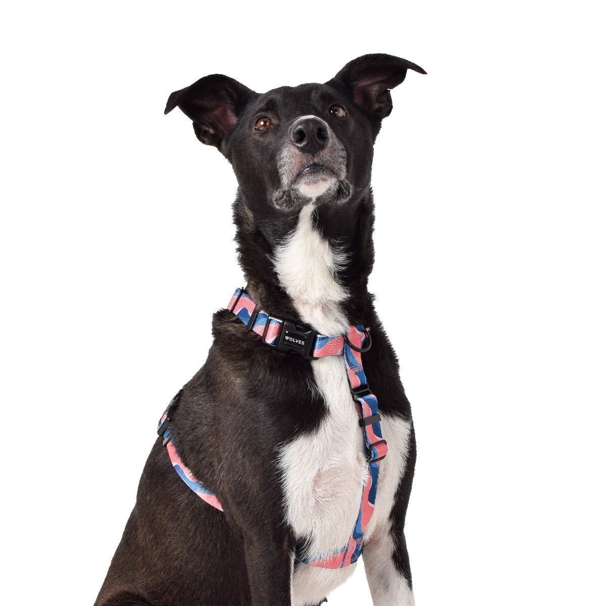 Wolves of Wellington Dusk All Purpose Harness 2.0 | Smack Bang