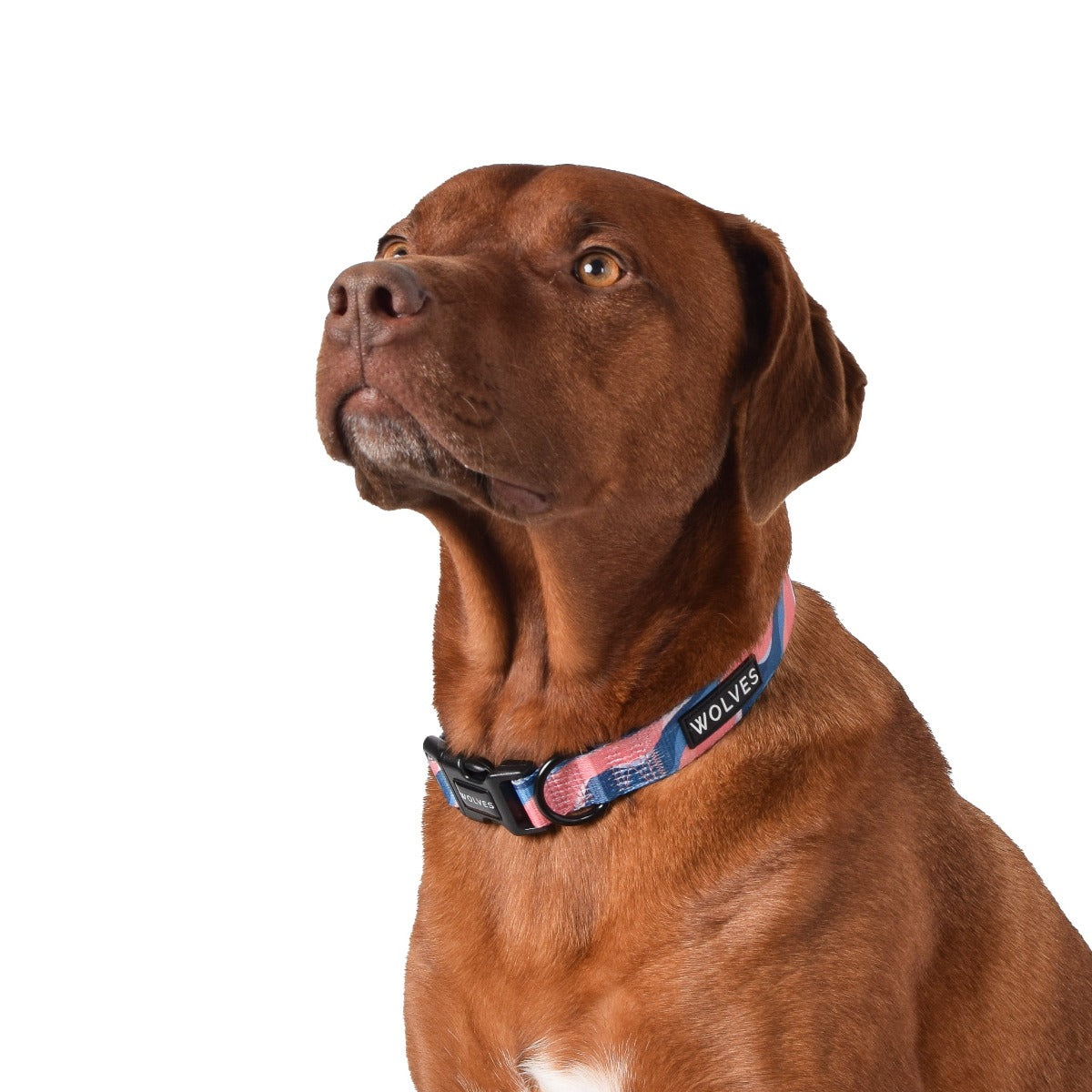 Wolves of Wellington Dusk Dog Collar | Smack Bang