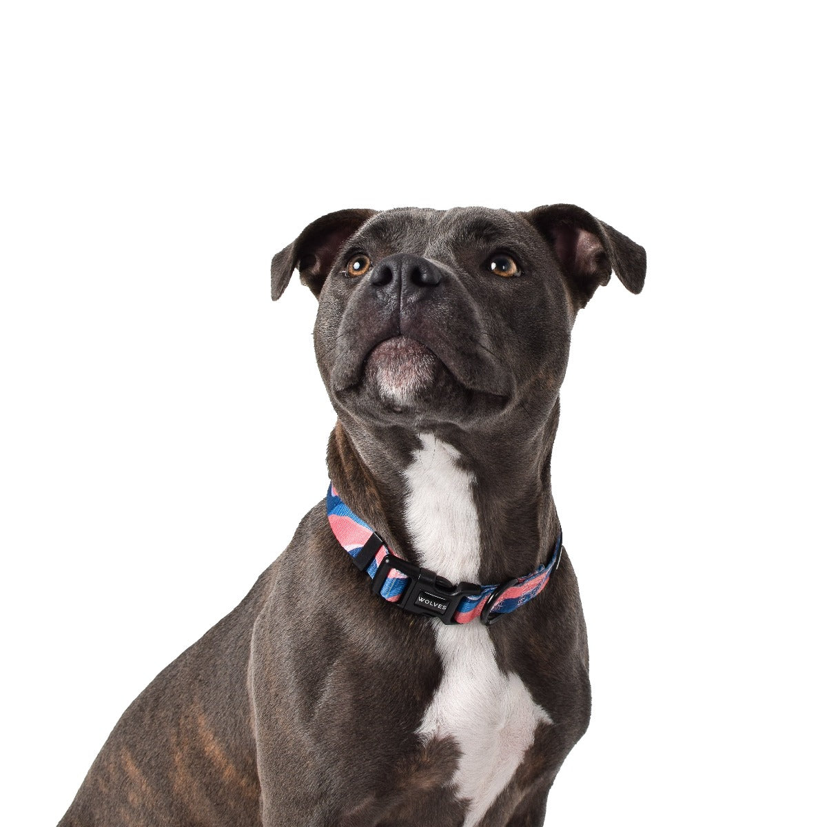 Wolves of Wellington Dusk Dog Collar | Smack Bang