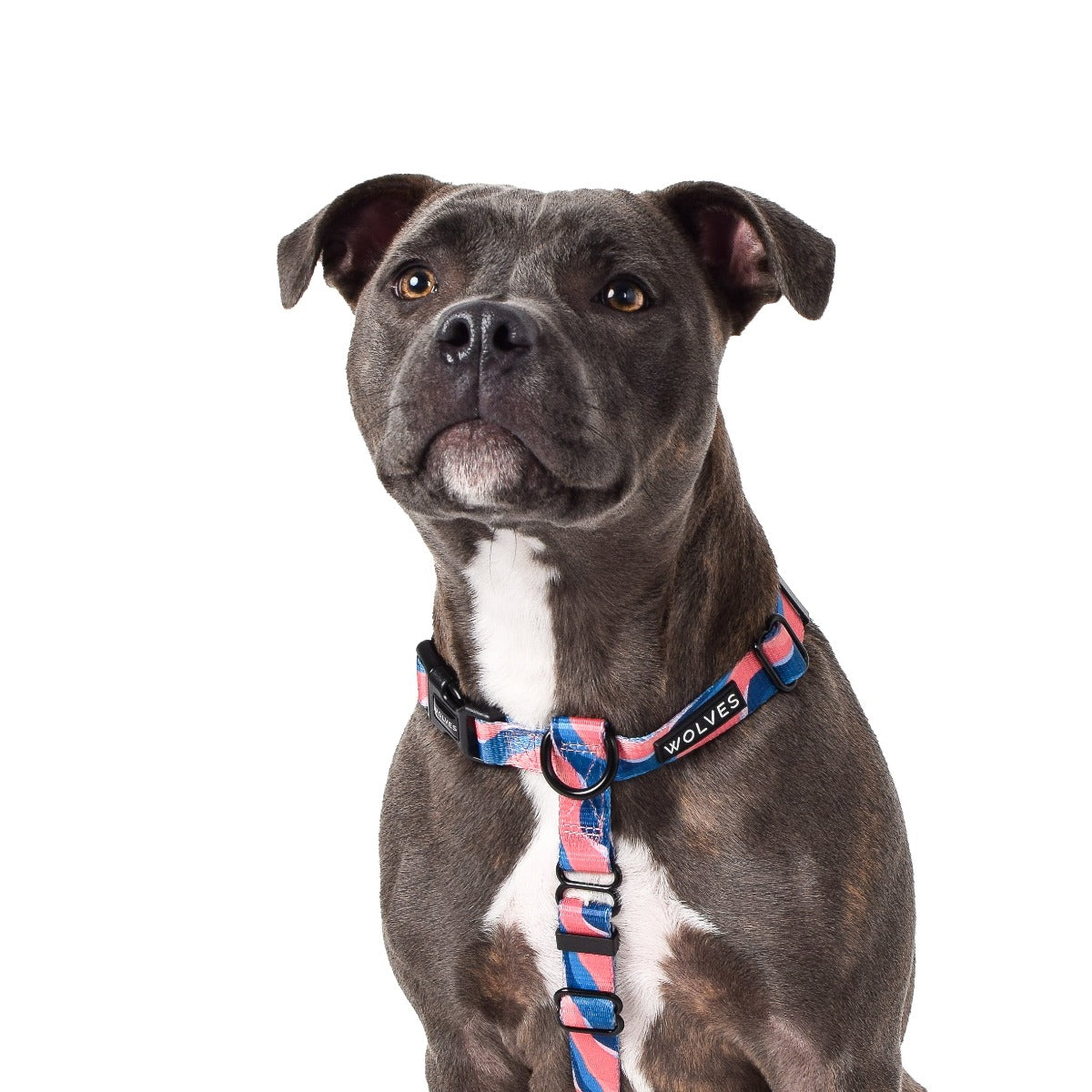 Wolves of Wellington Dusk All Purpose Harness 2.0 | Smack Bang