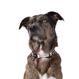 Wolves of Wellington Posy Dog Collar | Smack Bang