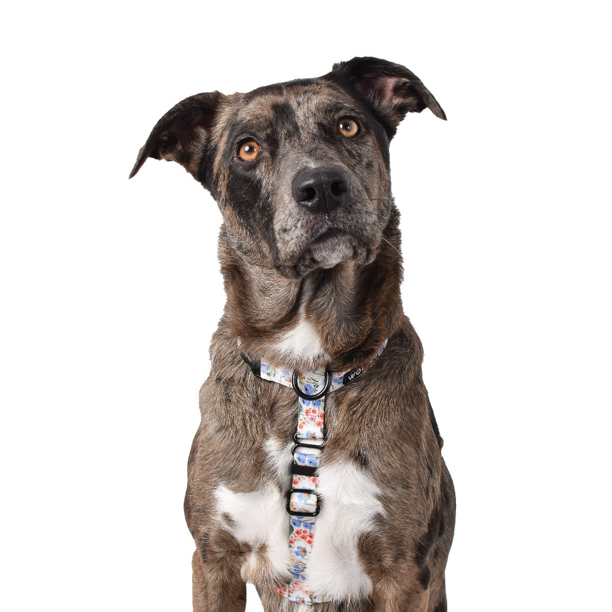 Wolves of Wellington Posy All Purpose Harness 2.0 | Smack Bang