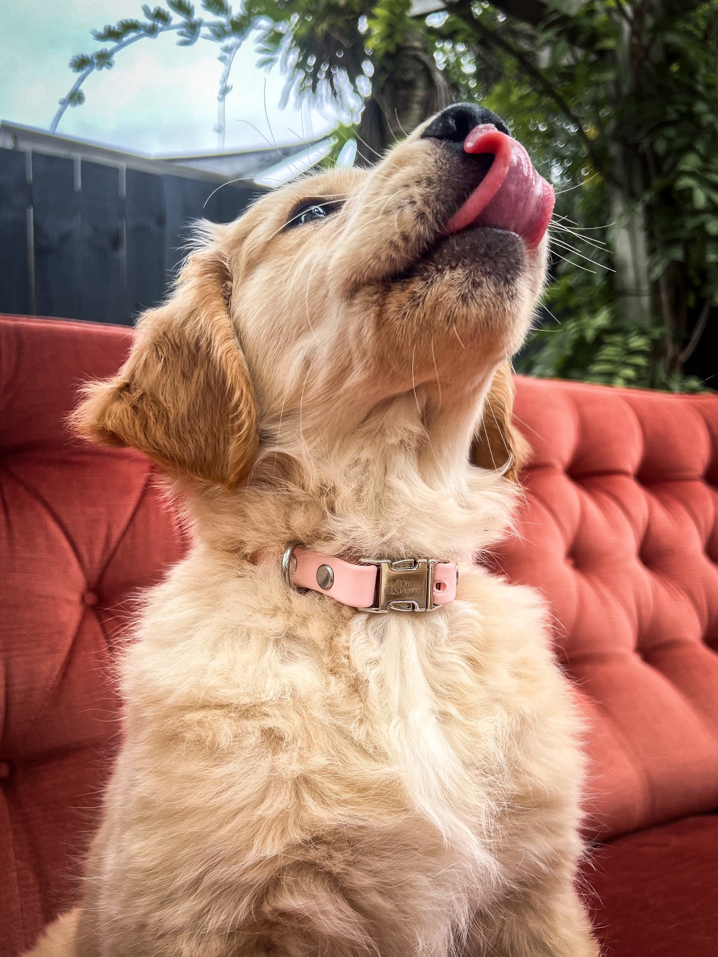 Oh Vienna | Waterproof Dog Collar Blush Pink