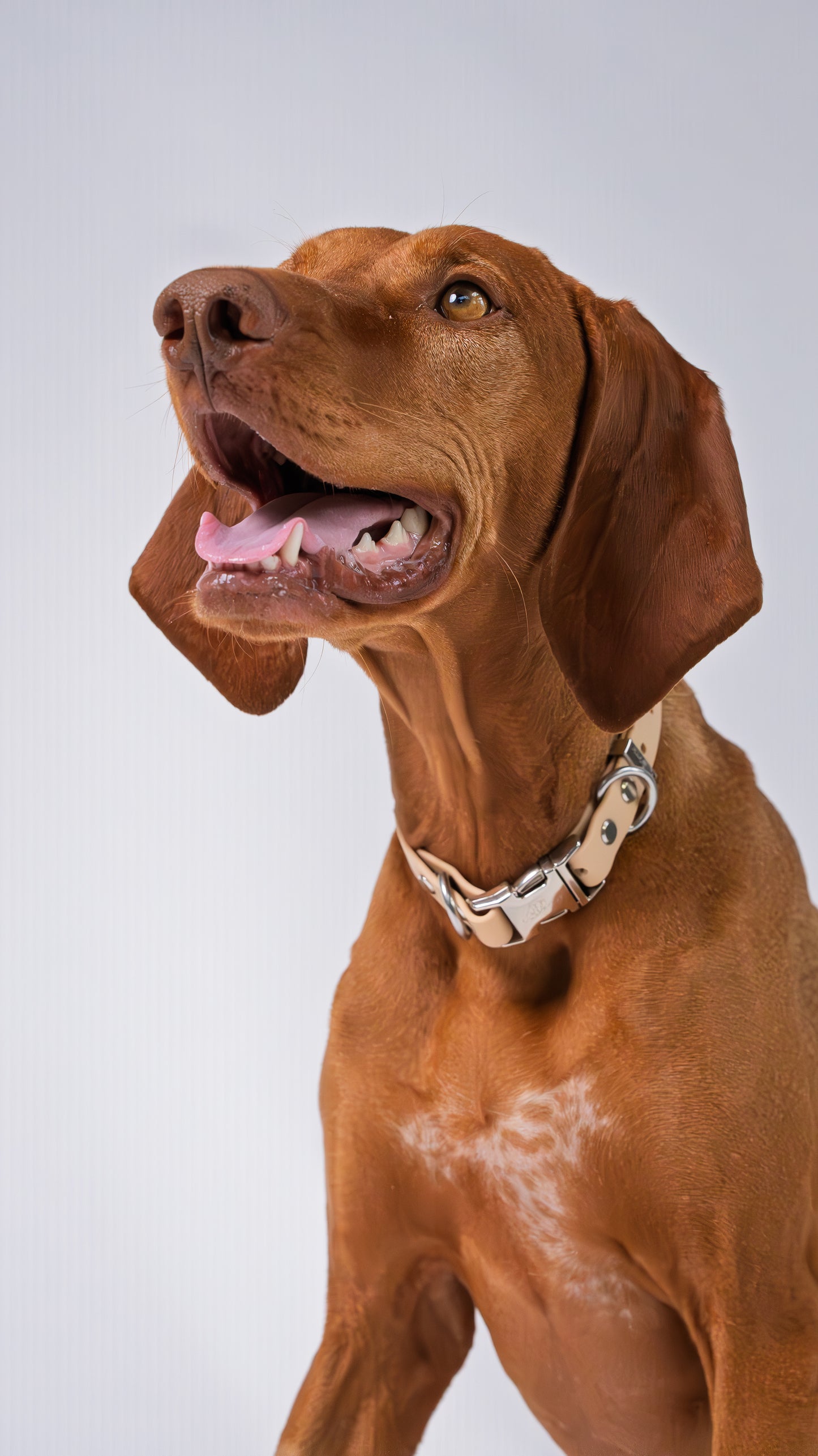 Oh Vienna | Waterproof Dog Collar Light Tan