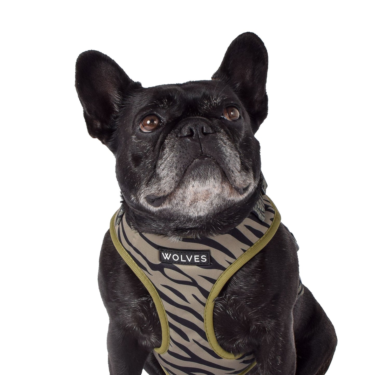 Wolves of Wellington Rambo Mesh Harness | Smack Bang