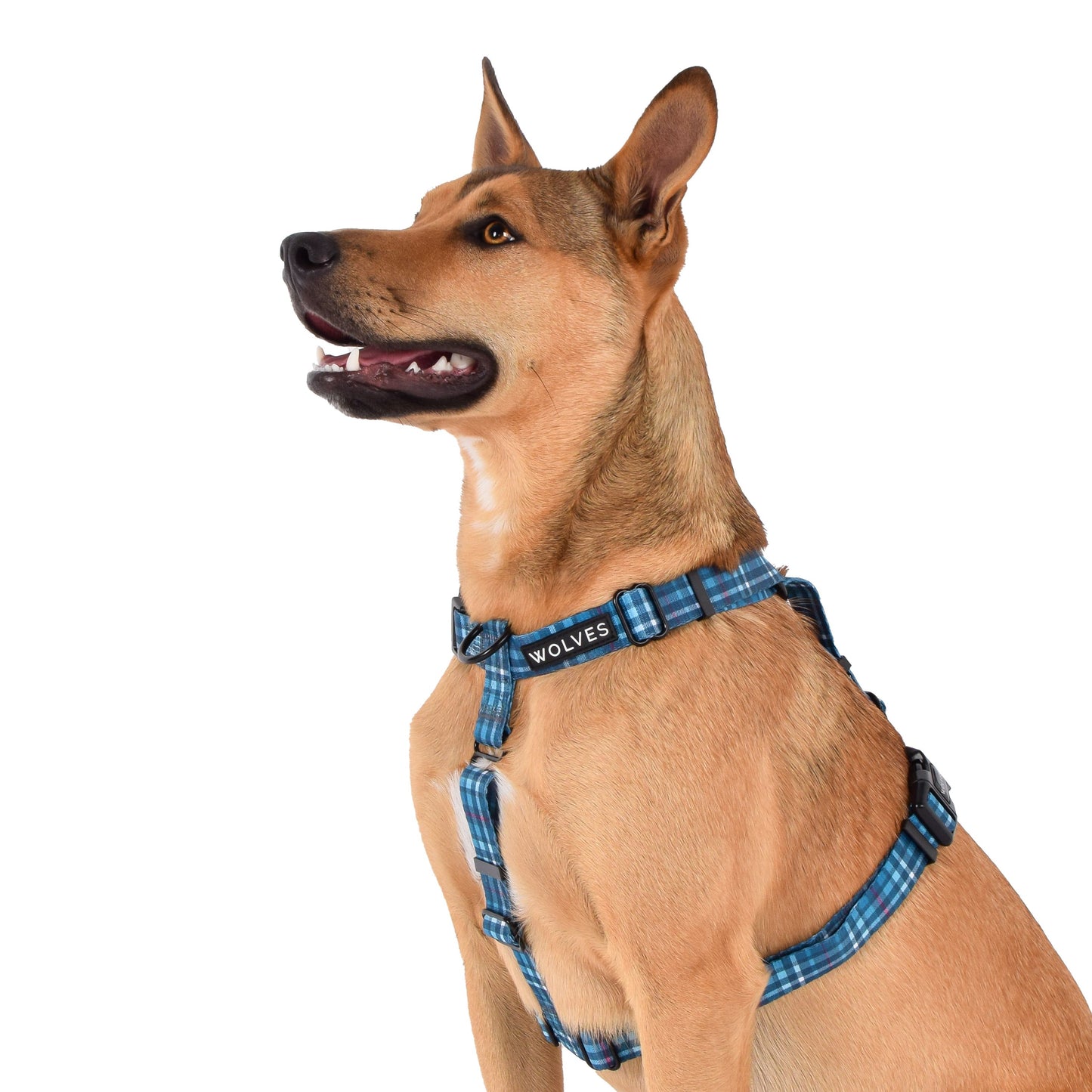 Wolves of Wellington Lochie All Purpose Harness 2.0 | Smack Bang