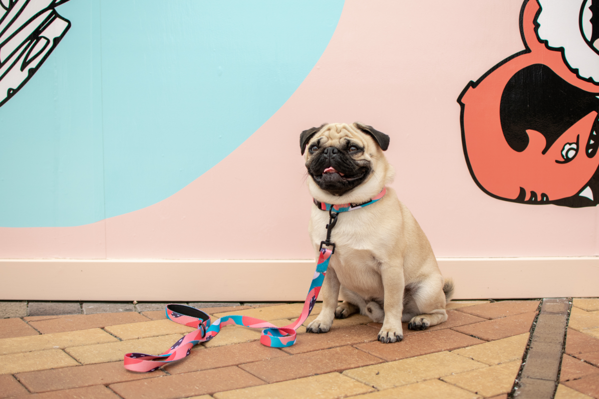 Wolves of Wellington Floss Standard Dog Lead Pug | Smack Bang