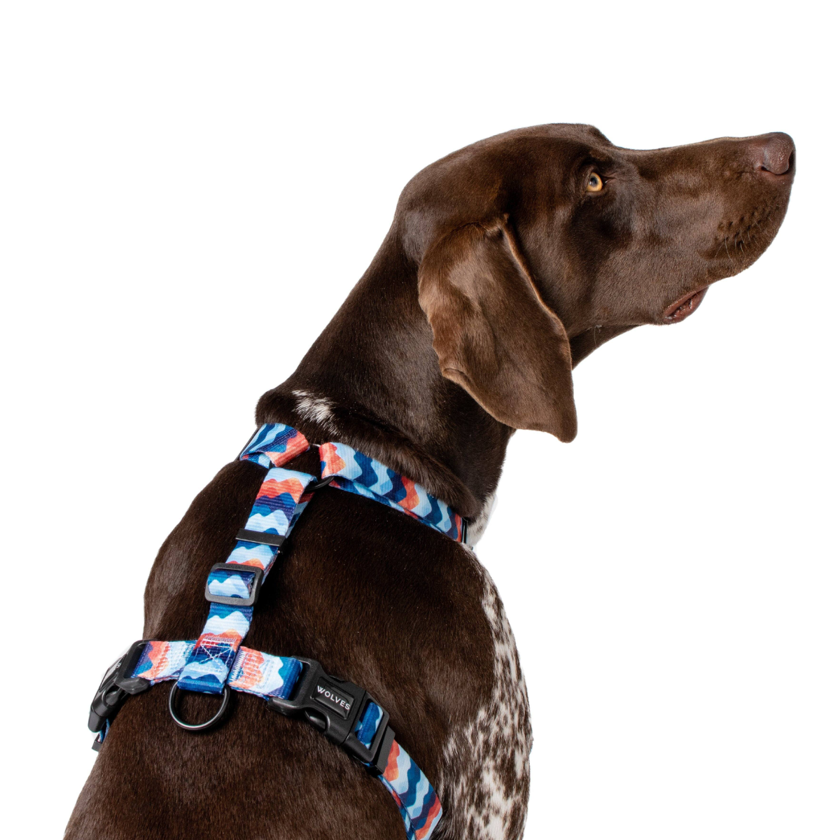 Wolves of Wellington Maverick All Purpose Dog Harness | Smack Bang