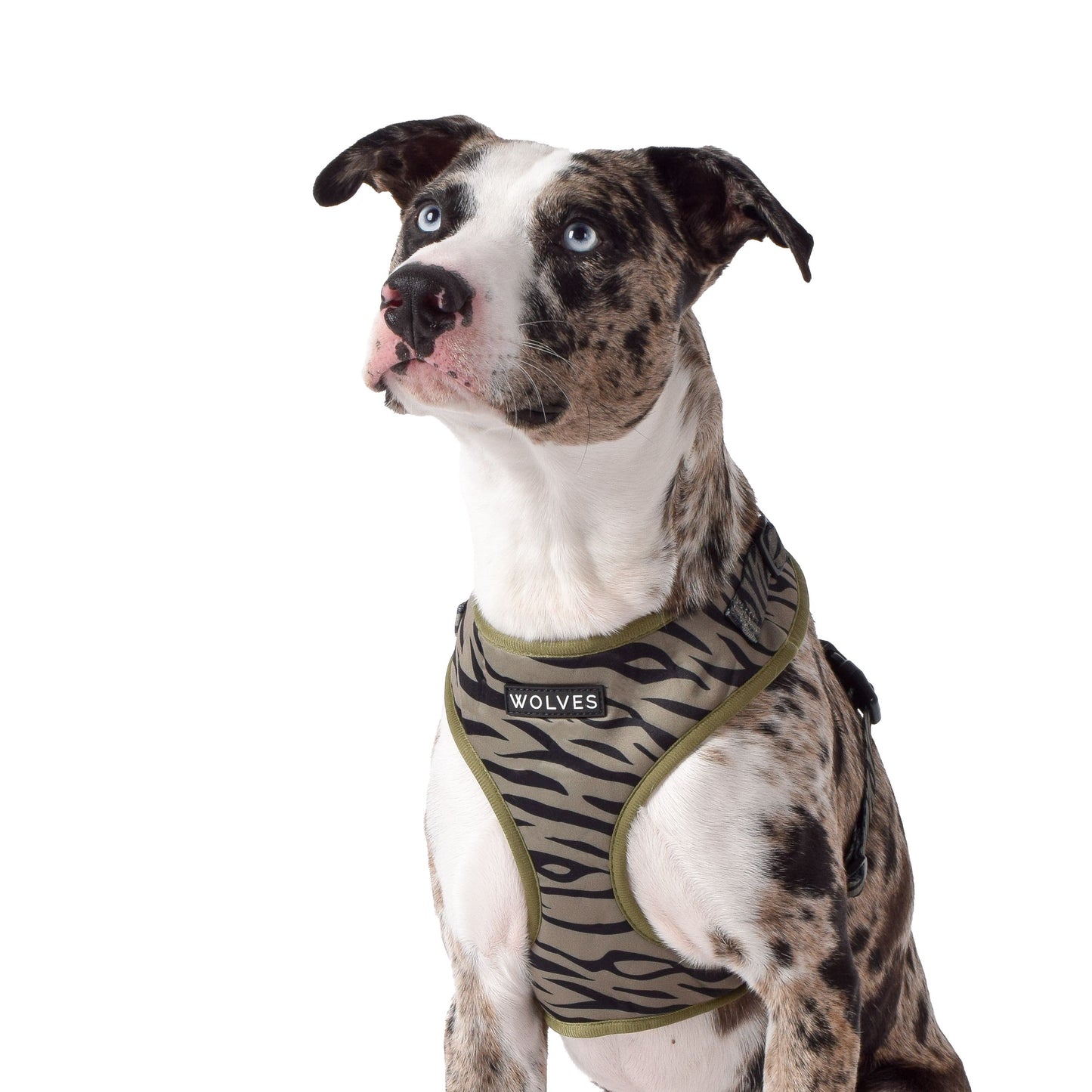 Wolves of Wellington Rambo Mesh Harness | Smack Bang