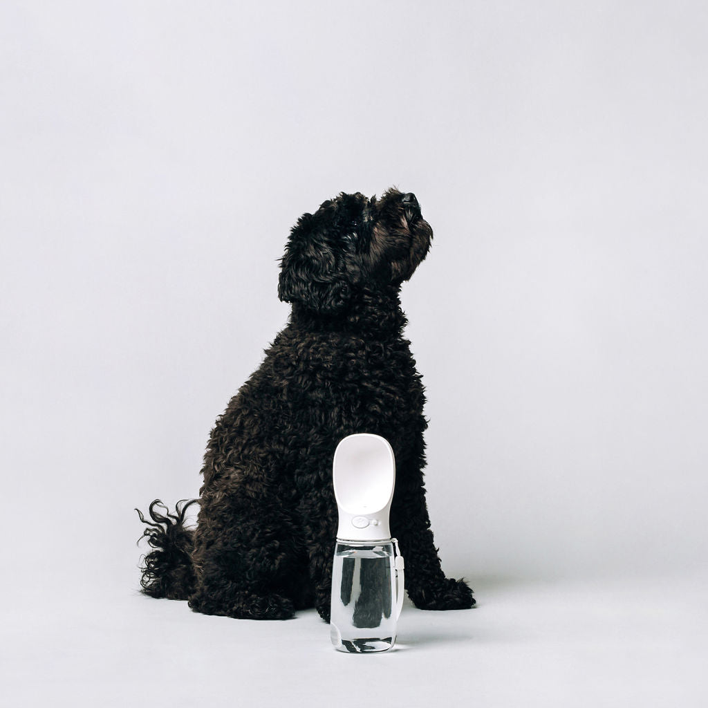 Thirsty Dog Drink Bottle Brilliant White | Smack Bang