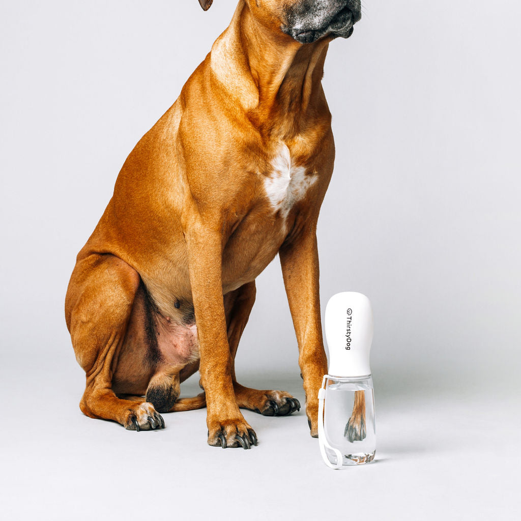 Thirsty Dog Drink Bottle Brilliant White | Smack Bang
