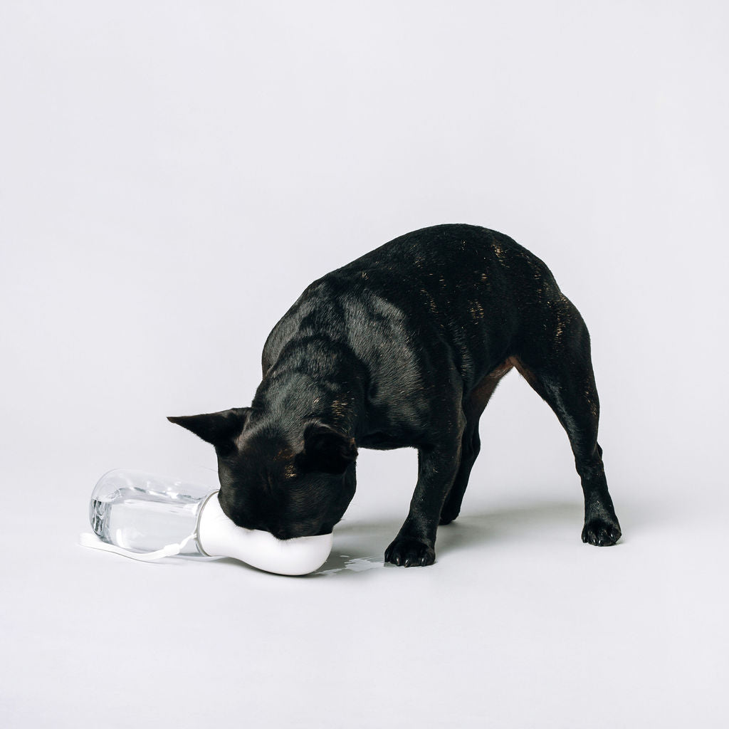 Thirsty Dog Drink Bottle Brilliant White | Smack Bang