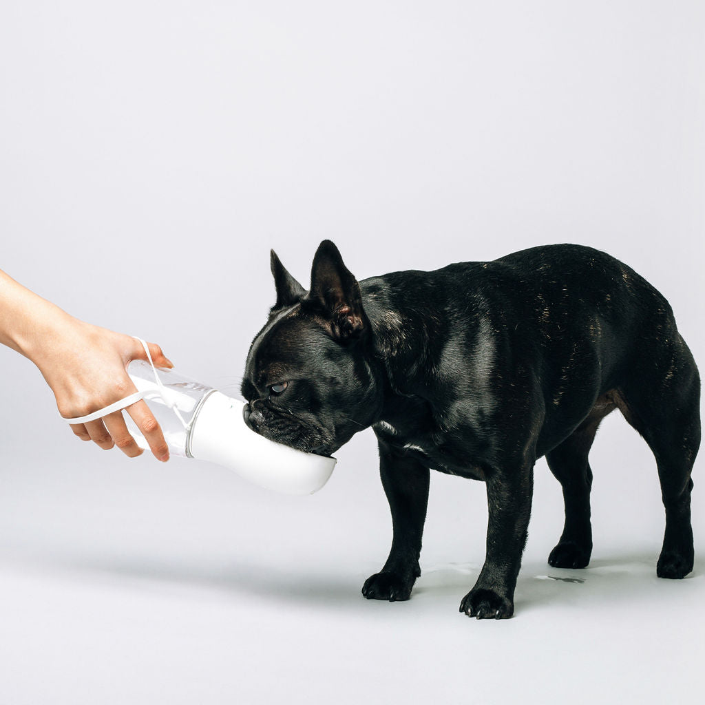 Thirsty Dog Drink Bottle Brilliant White Frenchie | Smack Bang