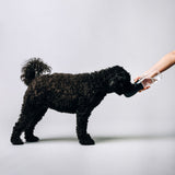 Thirsty Dog Drink Bottle Jet Black | Smack Bang