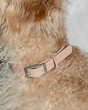 Wild One Blush Dog Collar | Smack Bang