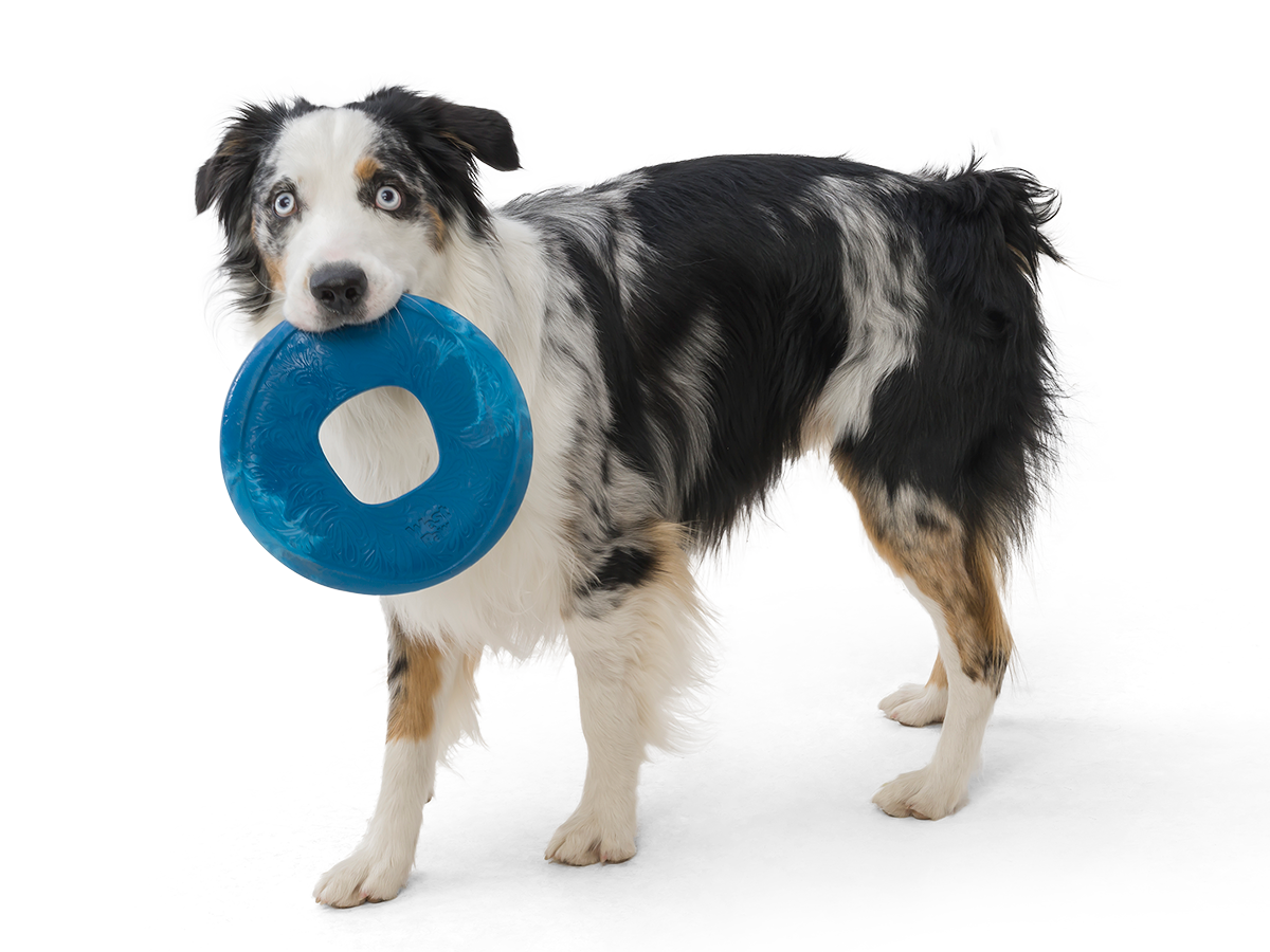 West Paw Seaflex Sailz Dog Frisbee | Smack Bang