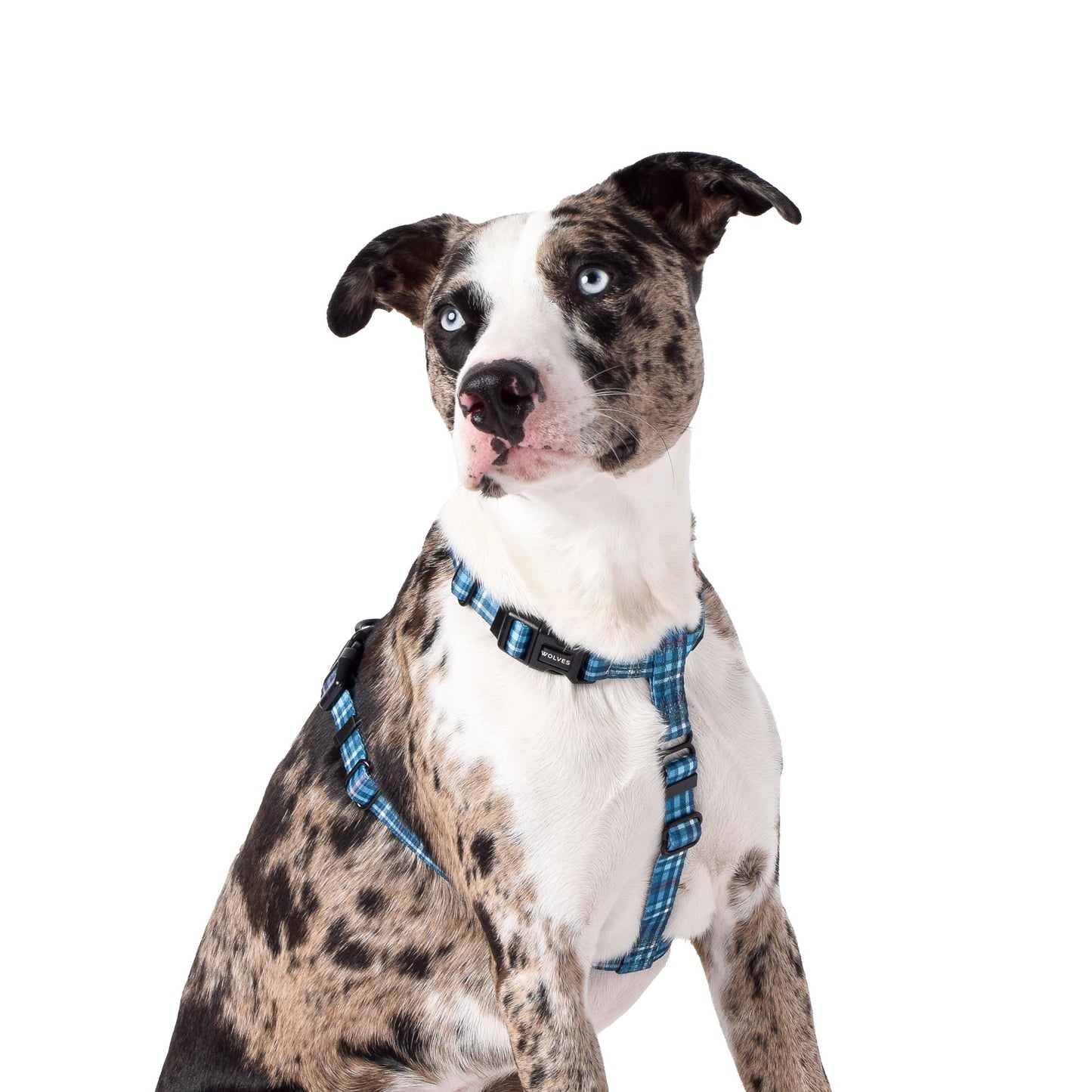 Wolves of Wellington Lochie All Purpose Harness 2.0 | Smack Bang