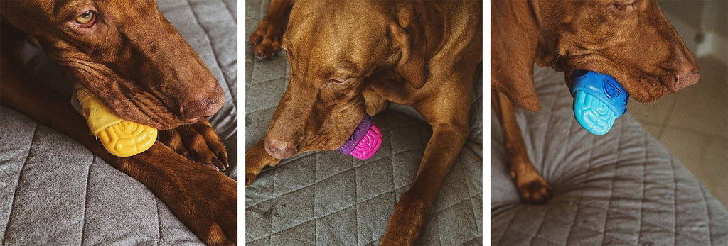 Dog sales brain toy