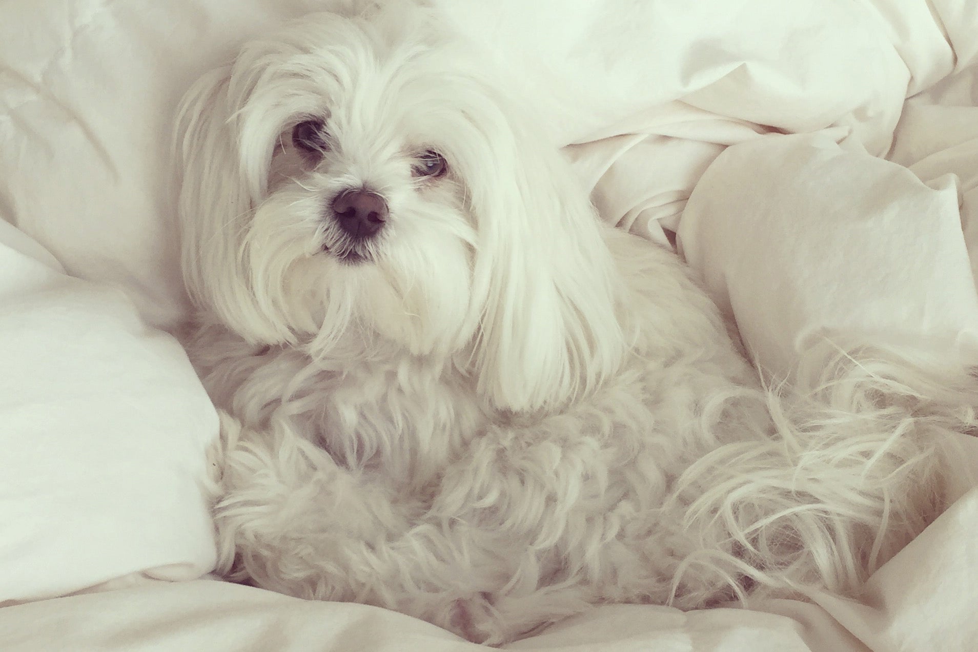 Freddy Maltese SMACK BANG BLOG