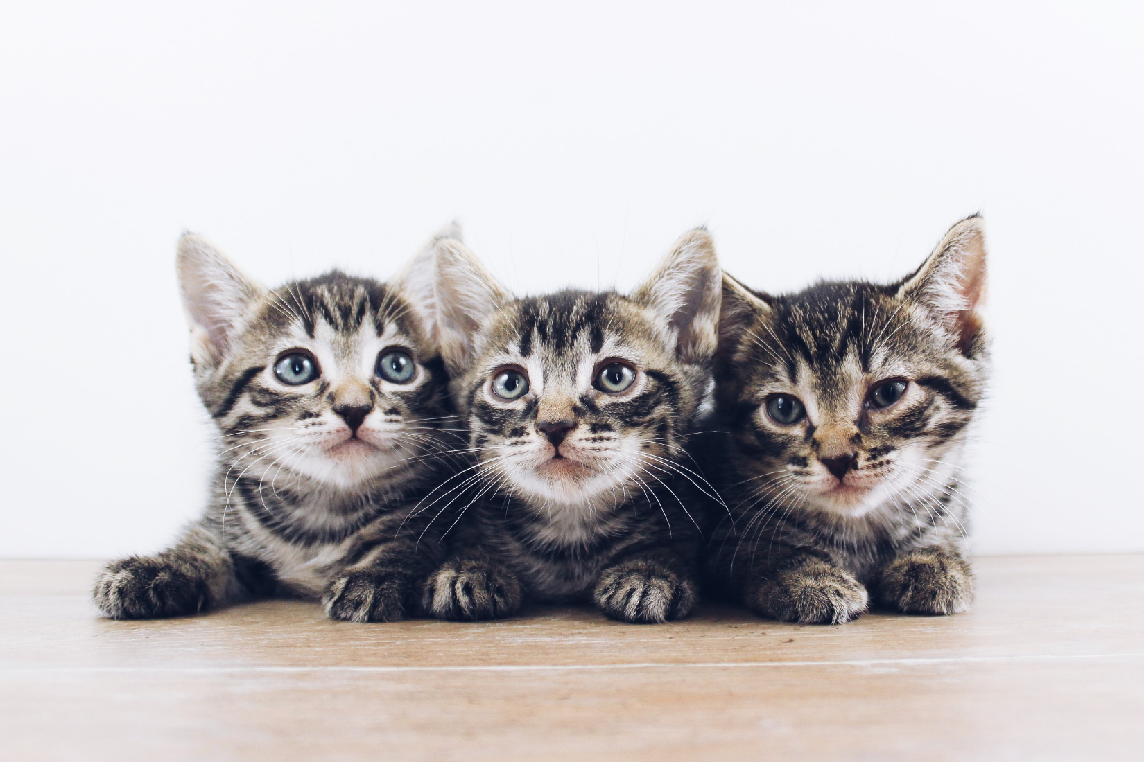 Kittens | Smack Bang Blog