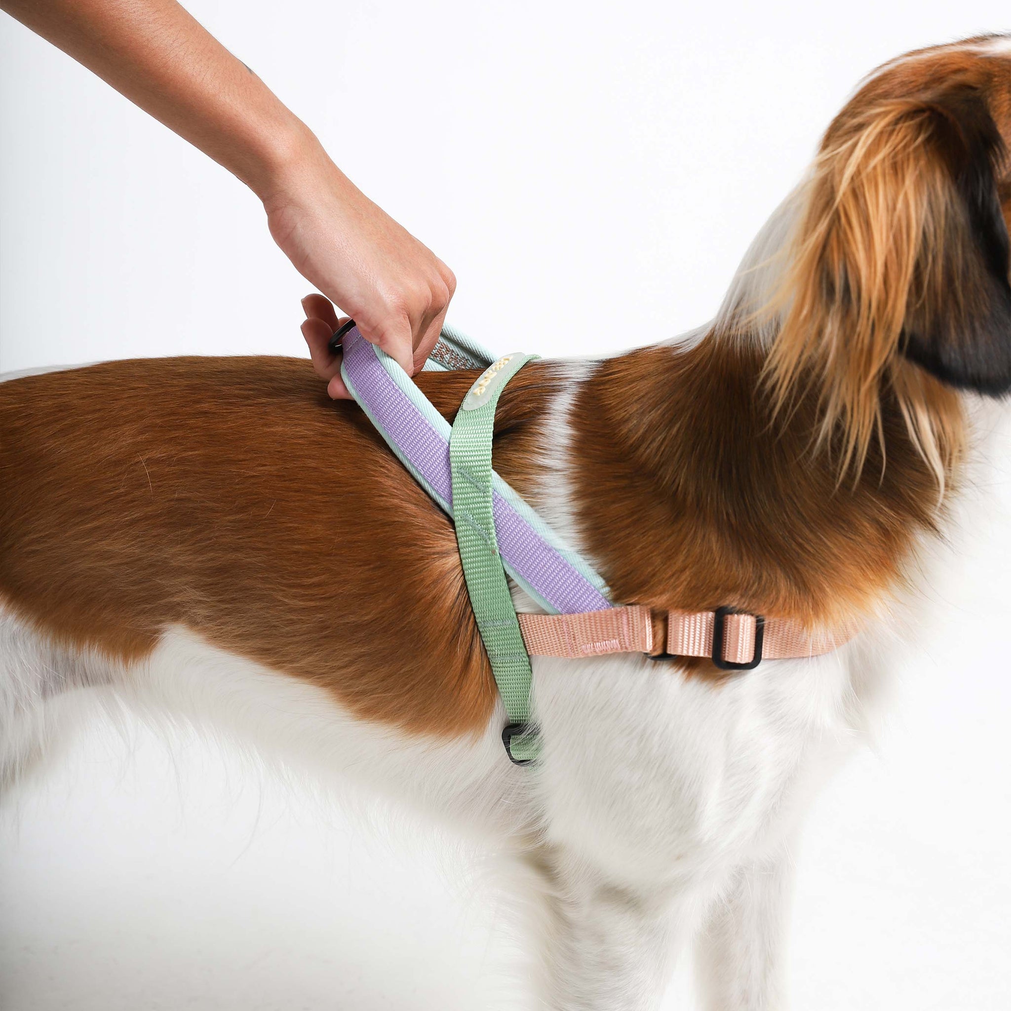 Zee.Dog Softer Walk Peach Dog Harness Smack Bang