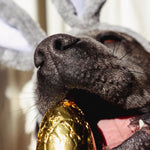Scoop Dog Easter Egg Dog Treats | Smack Bang