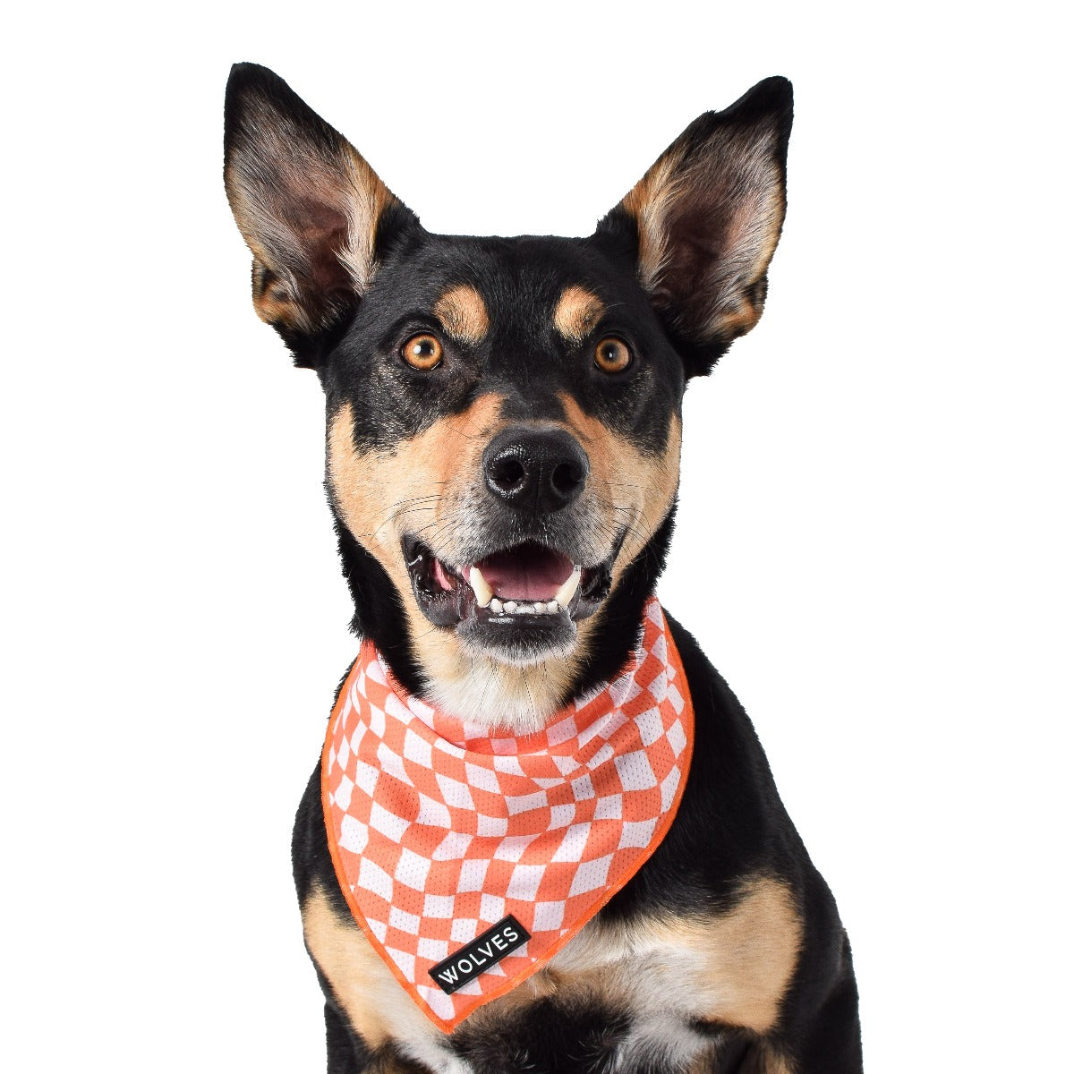 Wolves of Wellington Benji Mesh Bandana | Smack Bang