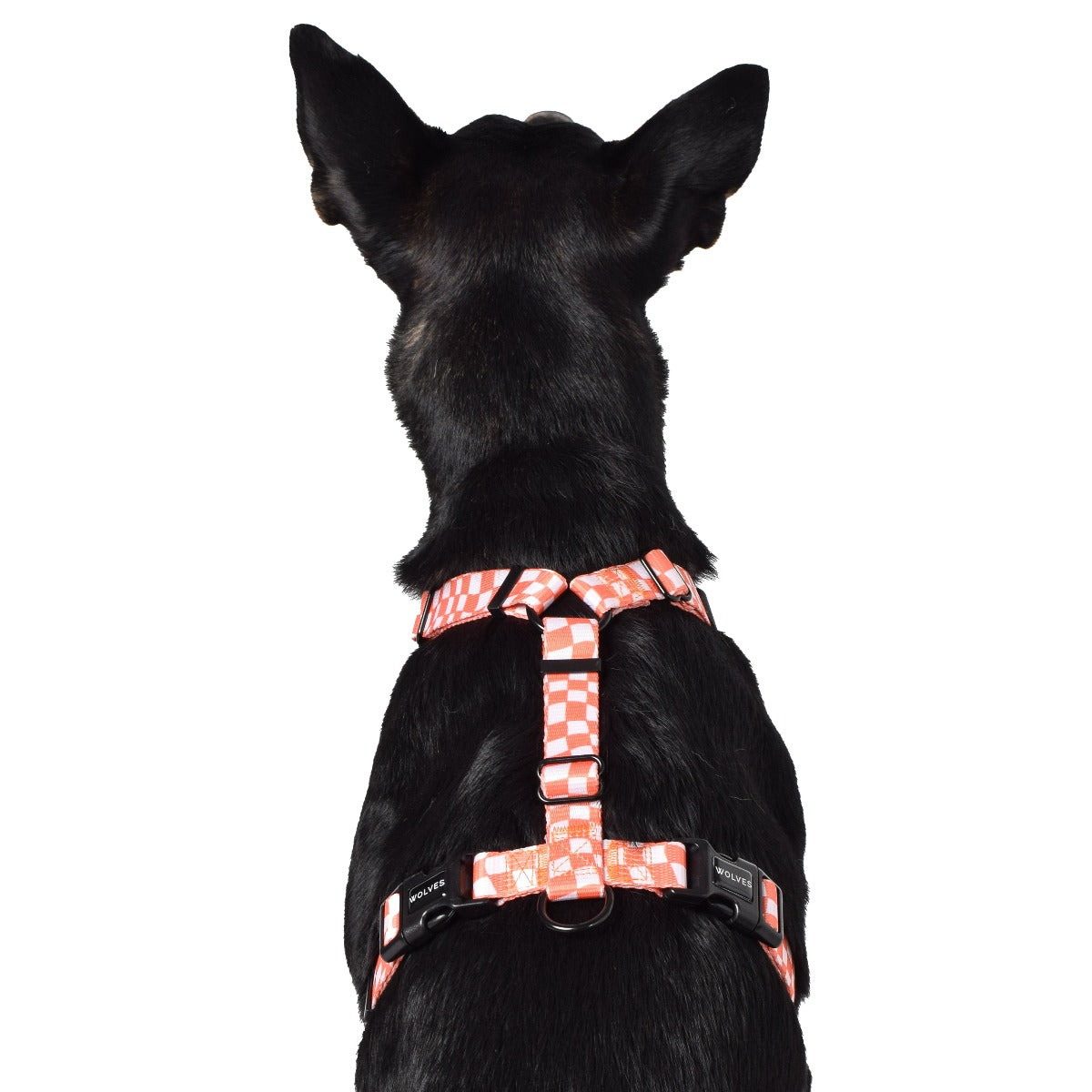 Wolves of Wellington Benji All Purpose Dog Harness 2.0 | Smack Bang