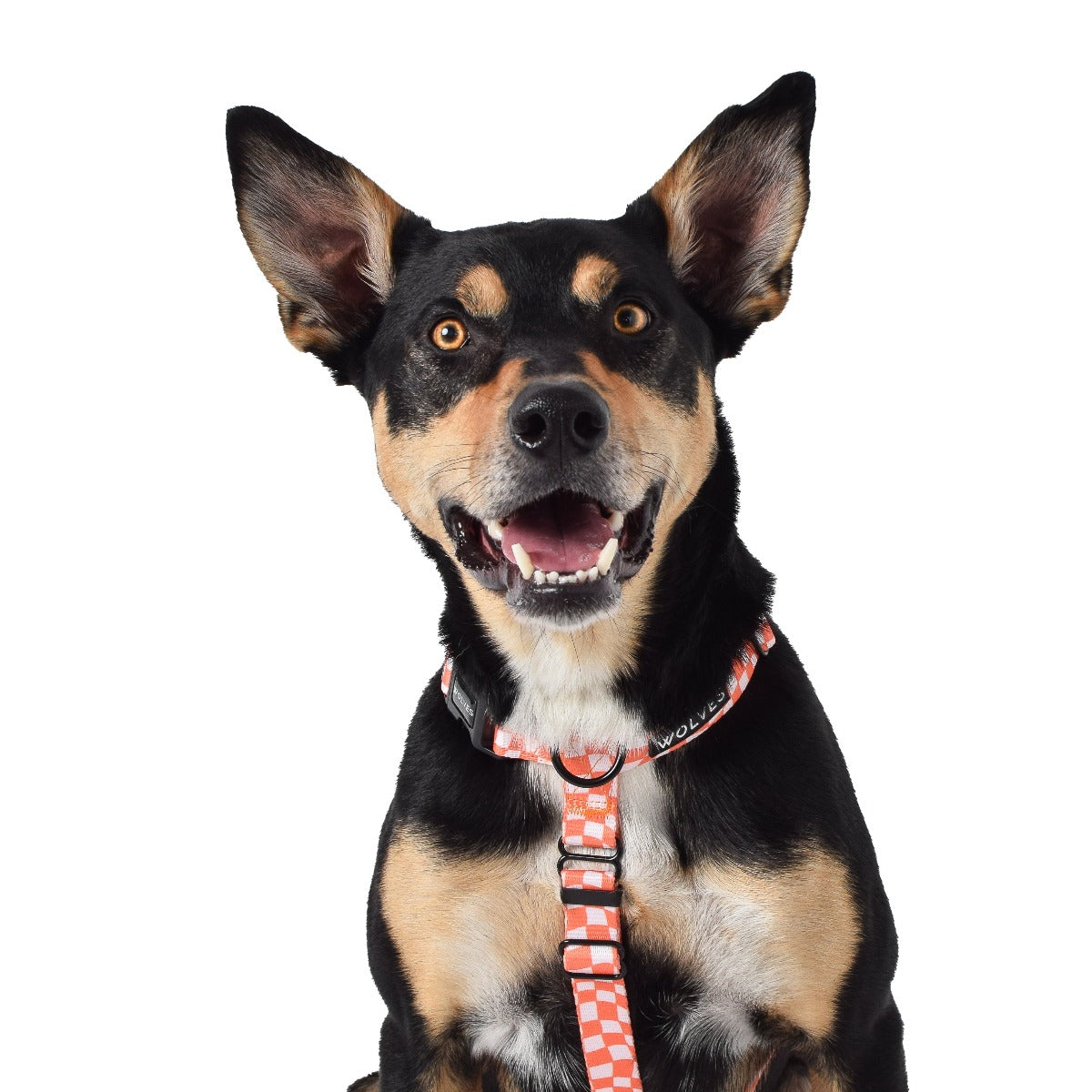 Wolves of Wellington Benji All Purpose Dog Harness 2.0 | Smack Bang