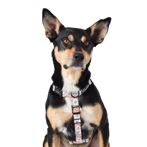 Wolves of Wellington Posy All Purpose Harness 2.0 | Smack Bang