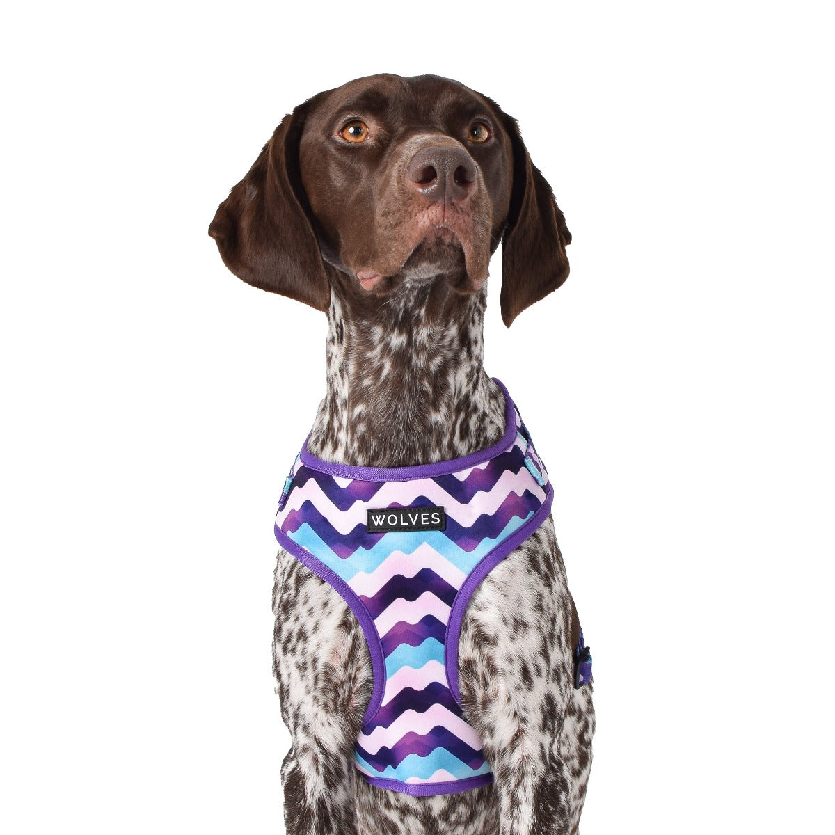 Wolves of Wellington Sulley Mesh Harness 2.0 | Smack Bang