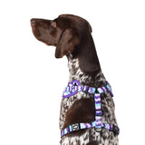 Wolves of Wellington Sulley Mesh Harness 2.0 | Smack Bang
