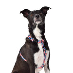 Wolves of Wellington Dusk All Purpose Harness 2.0 | Smack Bang