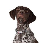Wolves of Wellington Posy Dog Collar | Smack Bang