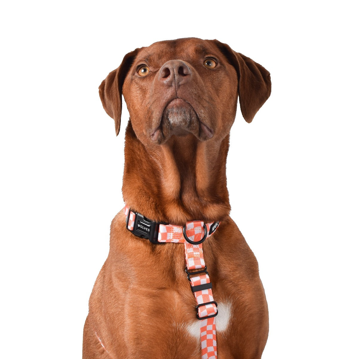 Wolves of Wellington Benji All Purpose Dog Harness 2.0 | Smack Bang