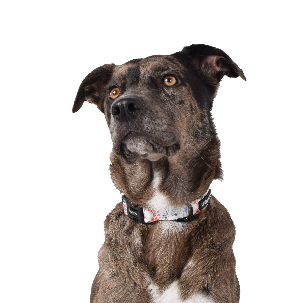 Wolves of Wellington Posy Dog Collar | Smack Bang