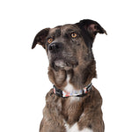 Wolves of Wellington Posy Dog Collar | Smack Bang