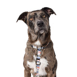 Wolves of Wellington Posy All Purpose Harness 2.0 | Smack Bang