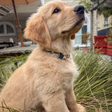 Oh Vienna | Waterproof Dog Collar Charcoal Blue