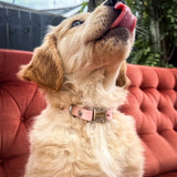 Oh Vienna | Waterproof Dog Collar Blush Pink