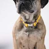 Oh Vienna | Waterproof Dog Collar Golden Yellow