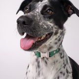Oh Vienna | Waterproof Dog Collar Dark Teal Green