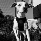 Zee.Dog | Adjustable Air Mesh Harness Gotham