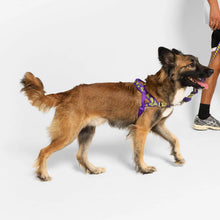 Zee Dog Softer Walk Zmiley Dog Harness | Smack Bang