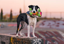 P.L.A.Y. 90s Classic Skateboard Dog Toy | Smack Bang