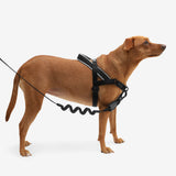 Zee Dog Gotham Softer Walk Harness | Smack Bang