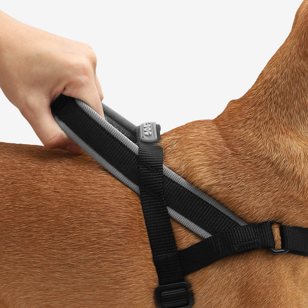 Zee Dog Gotham Softer Walk Harness | Smack Bang